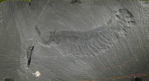 Small change in Earth’s oxygen levels may have sparked huge evolutionary leap
